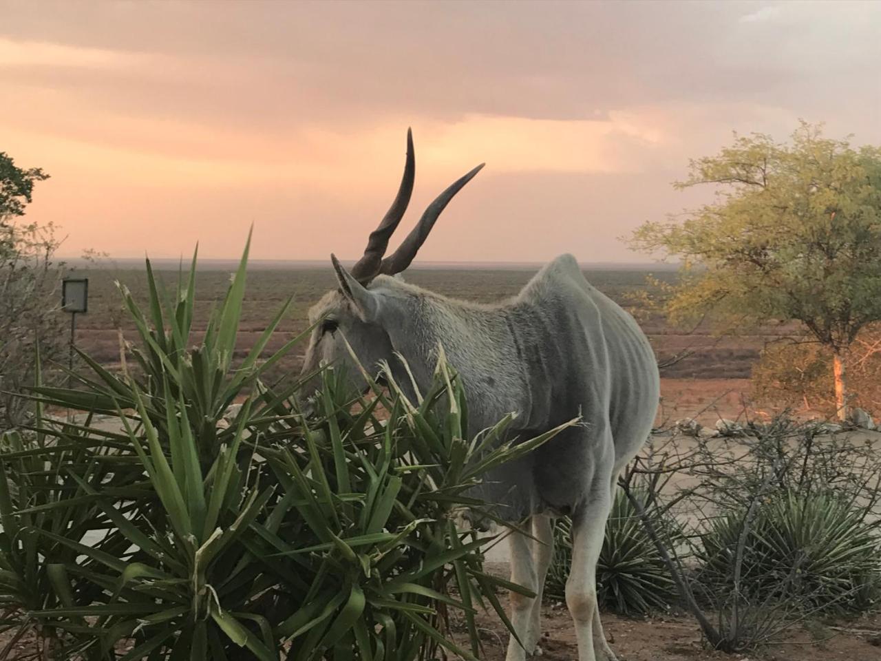 Aloegrove Safari Lodge 奥奇瓦龙戈 外观 照片